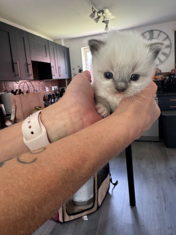 2 Female Ragdoll kittens