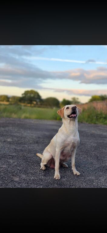 Gorgeous labradoodle puppies (75% lab)