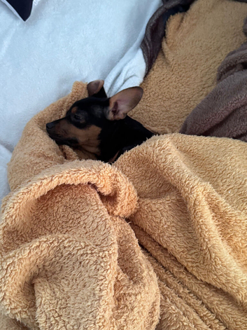 Miniature Dachshund X