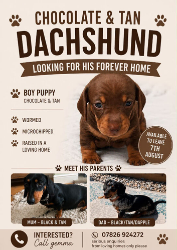 Dachshund pups