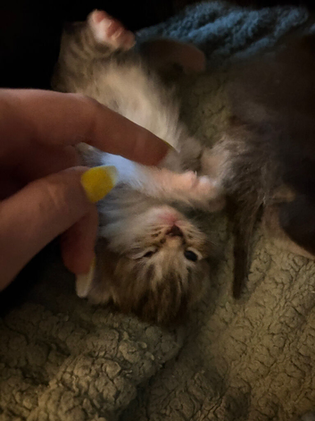 4 baby kittens