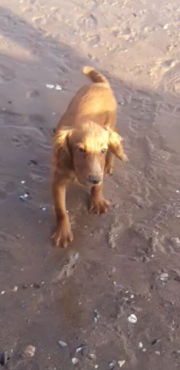 15 month old working type cocker spaniel for sale.