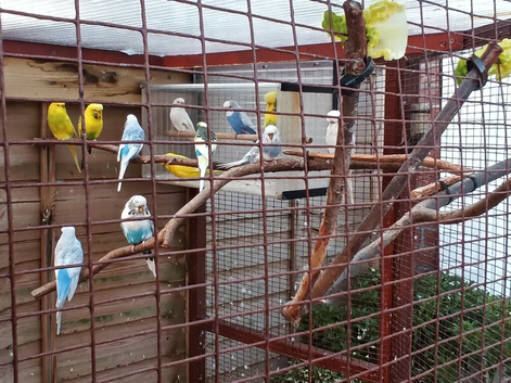 Budgie pairs for sale