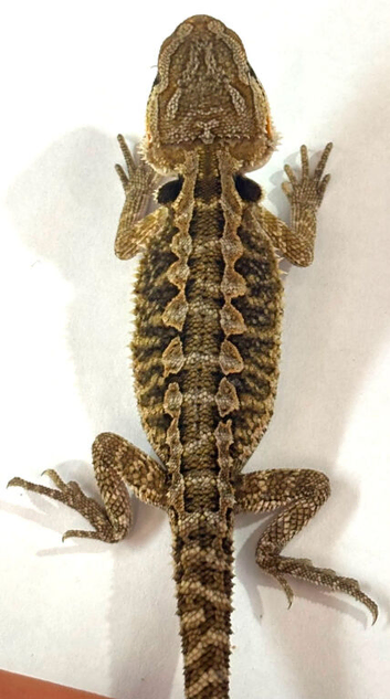 Baby citrus bearded dragons