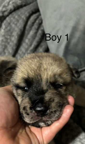 Chow x Belgian Malinois