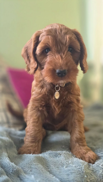 Red F1 female cockerpoo