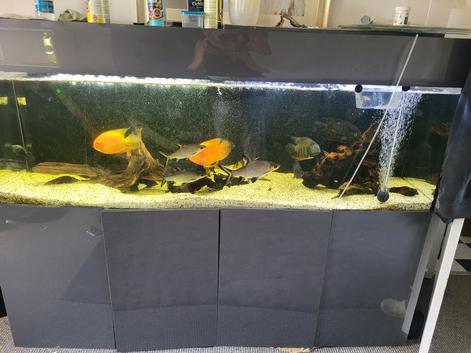 Large selection of xl fish