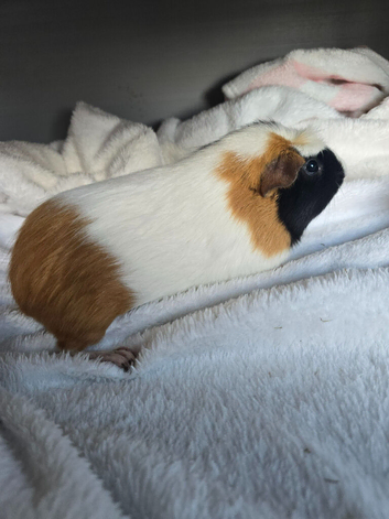 3 X Female Guinea pigs