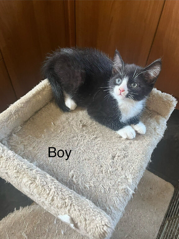 Kittens