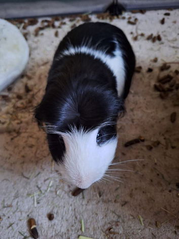 2 males ginnypigs