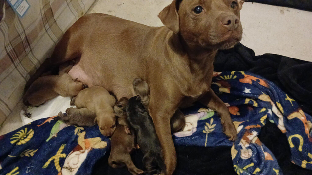 Staff x patterdale