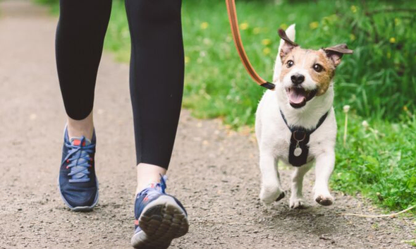 Dog walking in the Wimbledon/ Clapham area