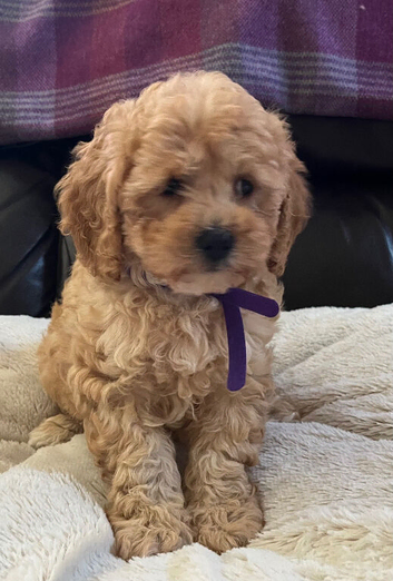 Fluffy Cavapoochon puppies
