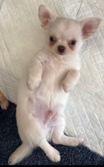 Chihuahua puppies