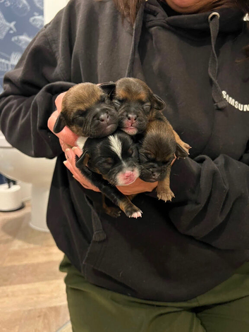 PUG X puppies for sale