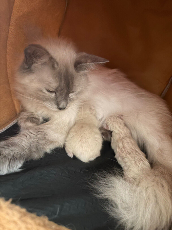 Blue point Ragdoll kittens