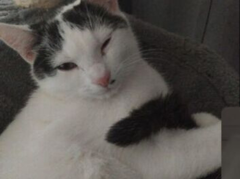 Cat need to go ASAP