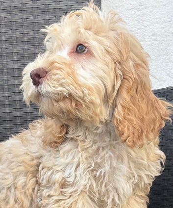 F1 cockapoo puppies