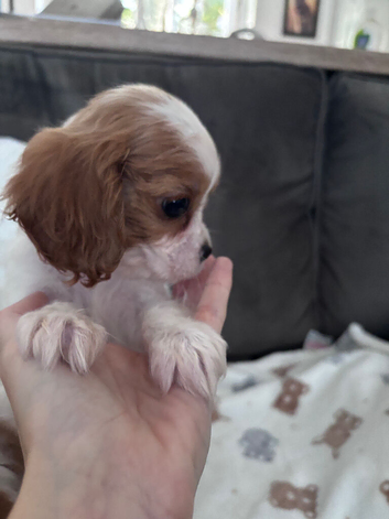 Ready today cavalier king charles puppies