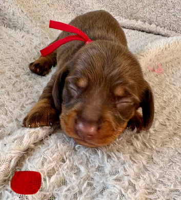 Stunning Purebred Miniature Dachshund Puppies - Chocolate & Tan Parents