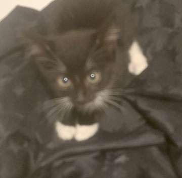 Kitten for sale