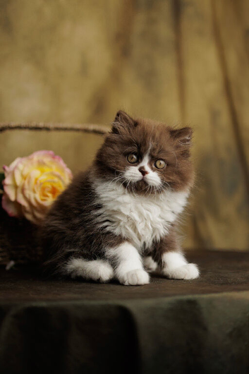 British Longhair kittens