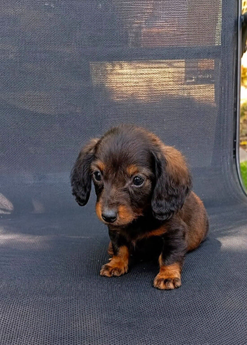 Dachshund puppies
