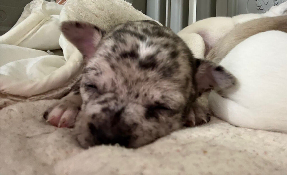 Chihuahua rare Merle