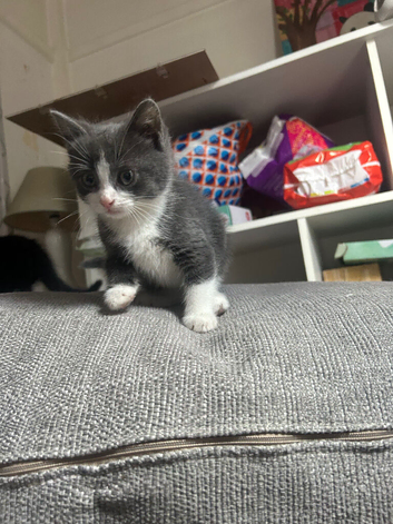 Grey kitten