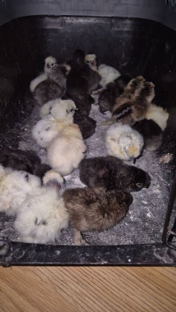 Silkie chicks different colours