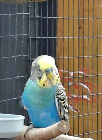 Adult breeding cock bird