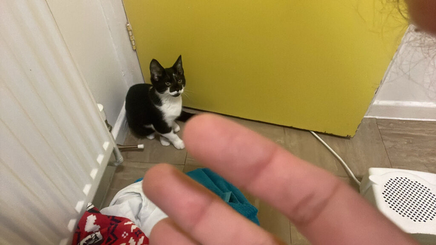 Male kitten