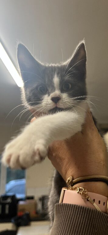 Beautiful grey and white kitten