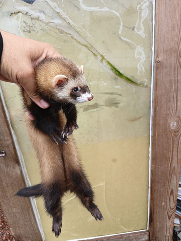 Polecat ferret for sale