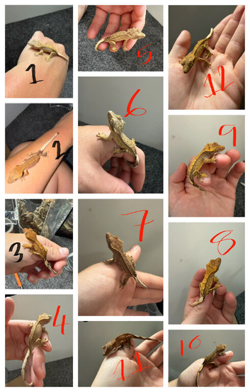 12 x crested gecko babies