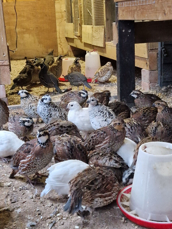 Mexican and Northern bobwhite pairs