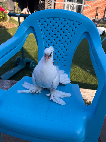 PIGEON