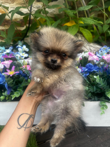 Ultra Tiny Teddybear Pomeranian Boy