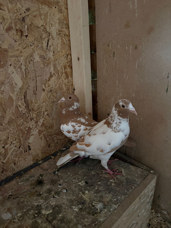 Racing 2 pigeons for sale
