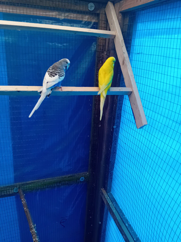 Pair of budgies
