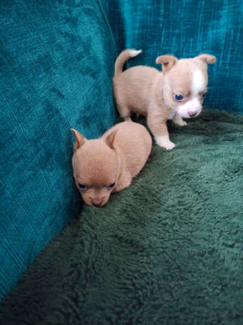 Boy and girl Chorkie. Chihuhuas