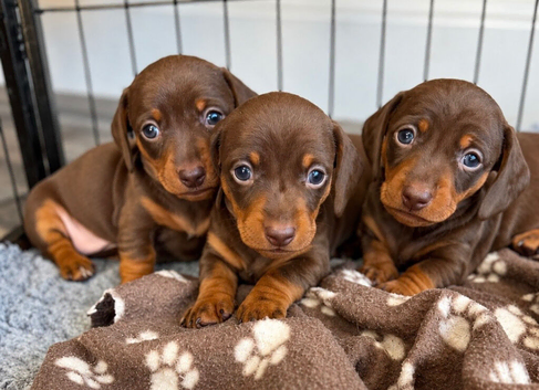 Kc registered miniature dachshund
