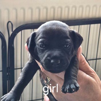 Gorgeous Patterdale puppies