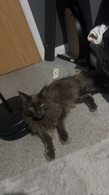 Male main coon