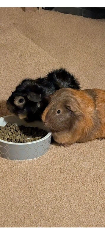 Two Rescue boys looking for there forever home
