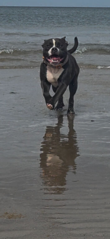 1 year old blue brindle staffy