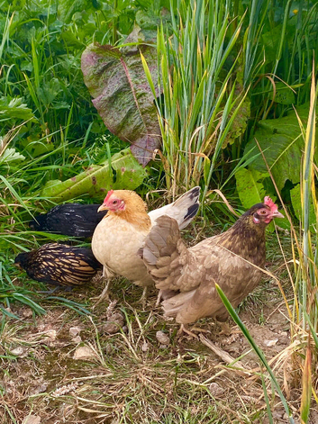 Serama Hatching Eggs