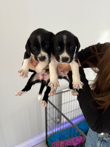 Springador puppies