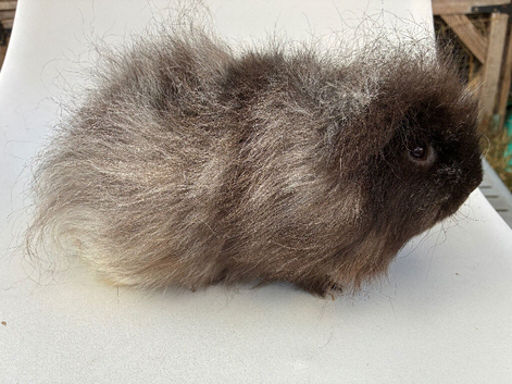 Adult Swiss boar
