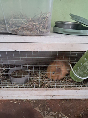 Guinea pig